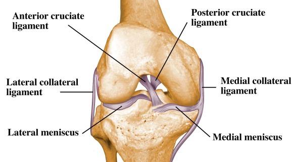 Medial Collateral Ligament (MCL)